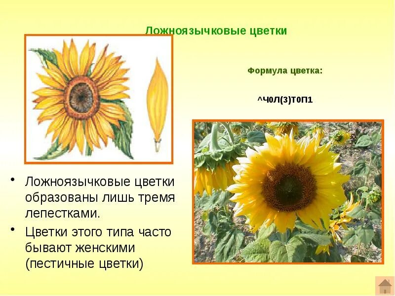 Подсолнечник вид соцветия. Цветок ложноязычковые астровых растений. Формула цветка подсолнечника. Формула ложноязычкового цветка сложноцветных. Семейство Сложноцветные подсолнечник.