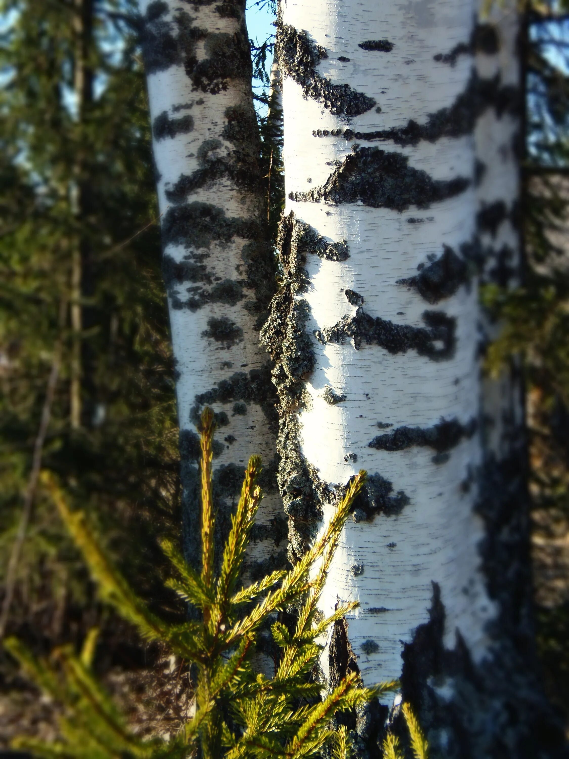 Дерево Silver Birch. Betula pubescens ствол. Серебристая береза дерево. Алька сидел на изгибе ствола березы