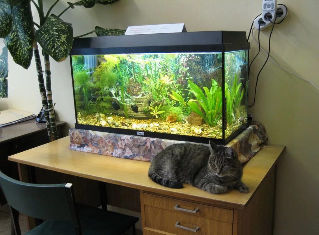 аквариум. красивые аквариумы с растениями. рыбки для аквариума. круглый аквариум. рыбки для аквариума.