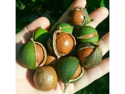 Макадамия где растет этот орех