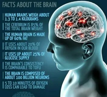 Перевод текста brain
