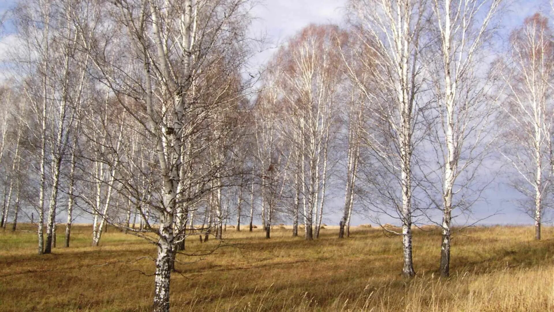 Березками окончание какое. Весенний пейзаж. Березы России. Береза Западная Сибирь. Апрель природа.