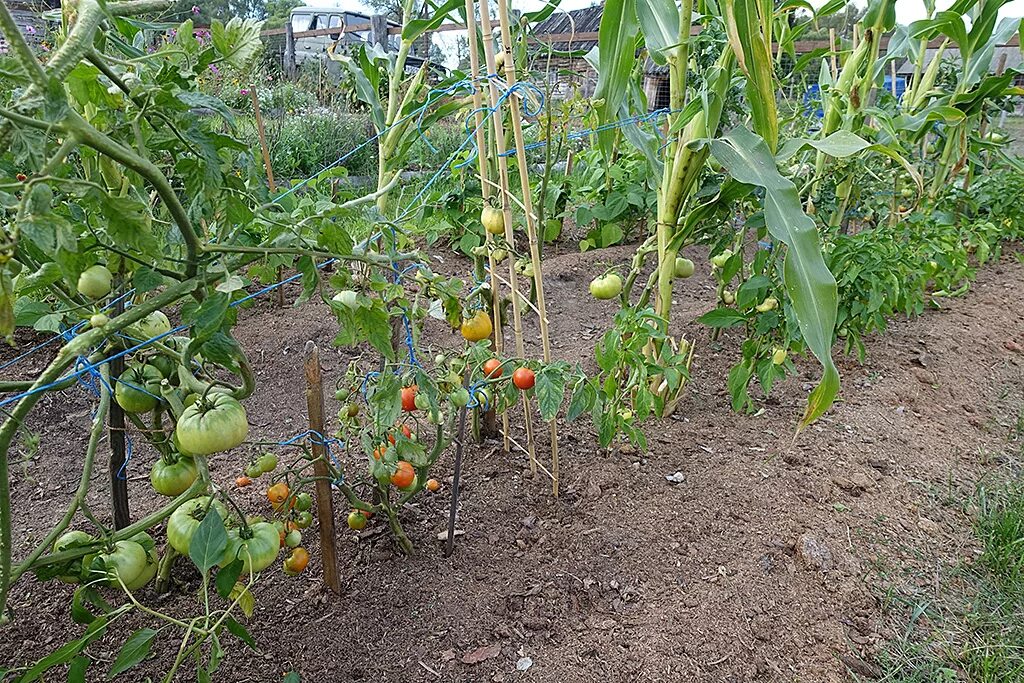 Можно ли садить помидоры рядом. Томат Ярсон 18. Кукурузы рядом помидоры. Помидоры между кукурузой. Умные грядки для помидор.
