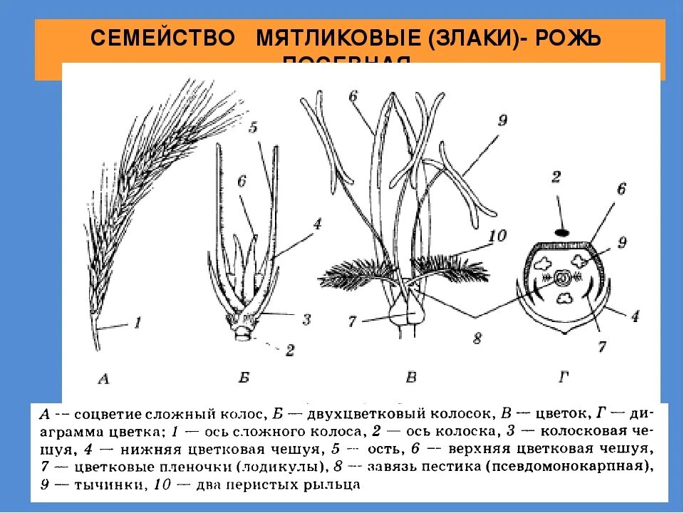 Семейство злаковые строение цветка. Рожь посевная диаграмма цветка. Мятликовые диаграмма цветка. Семейство Мятликовые схема.