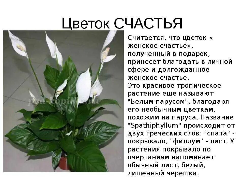 Можно ли спатифиллум ставить. Спатифиллум цветок приметы. зацвёл спатифиллум примета. спатифиллум ложковидный. спатифиллум женское счастье приметы.