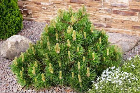 Pinus mugo