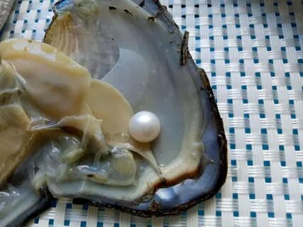 Pearl oysters