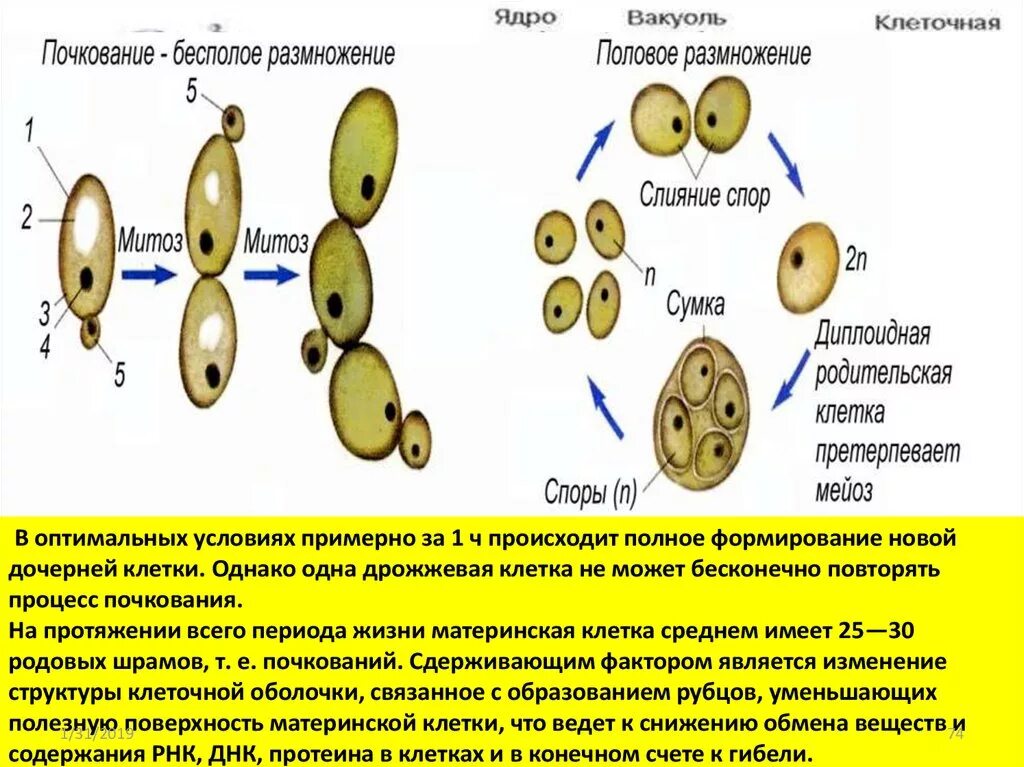 Образование спор партеногенез. Размножение клеток. Бесполое размножение деление клетки. Клеточные механизмы размножения. Бесполое размножение клетки.