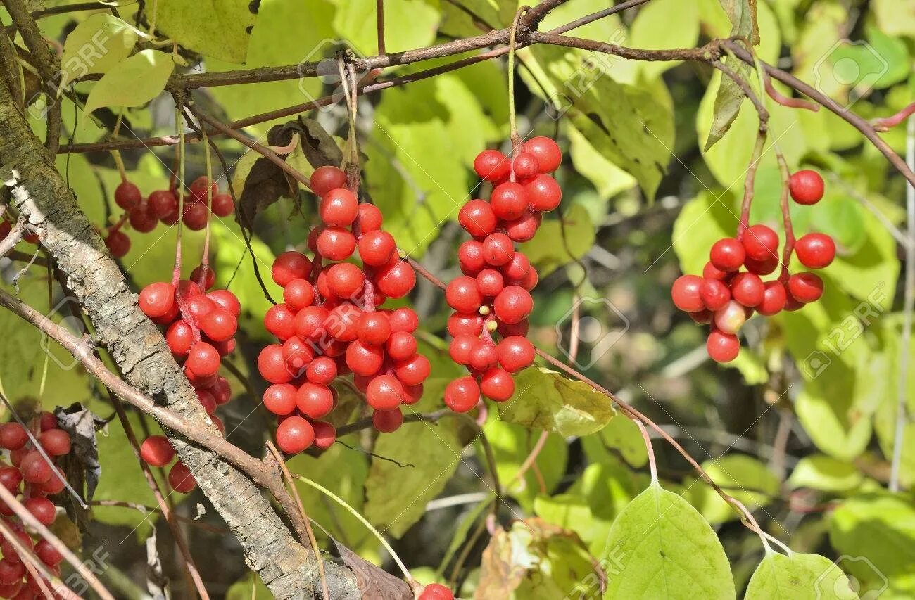 Чай китайский лимонник. Женьшень ягоды. Лимонник женьшень. Лимонник китайский (schisandra chinensis). Лимонник женьшень.