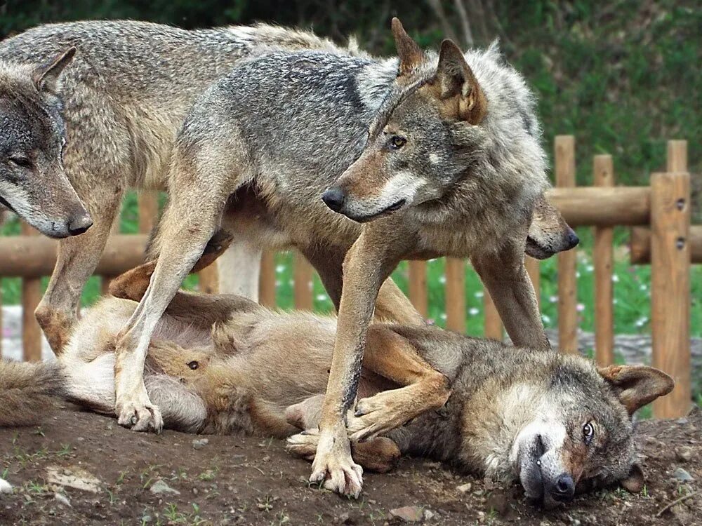 Где сейчас волки