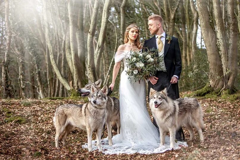 Свадьба в стиле игры престолов. Wolf wedding. Волк на свадьбе. Wolf wedding. Волк на свадьбе.