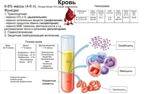 Клетки крови ЕГЭ биология. Детская книга про кровь человека. Витамины в плазме крови