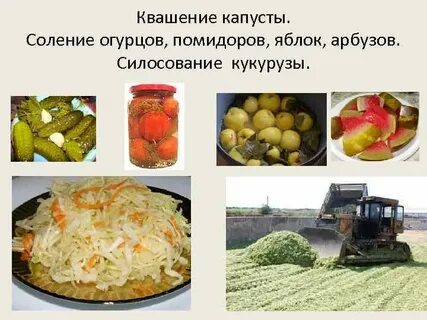 Бактерии квашения капусты