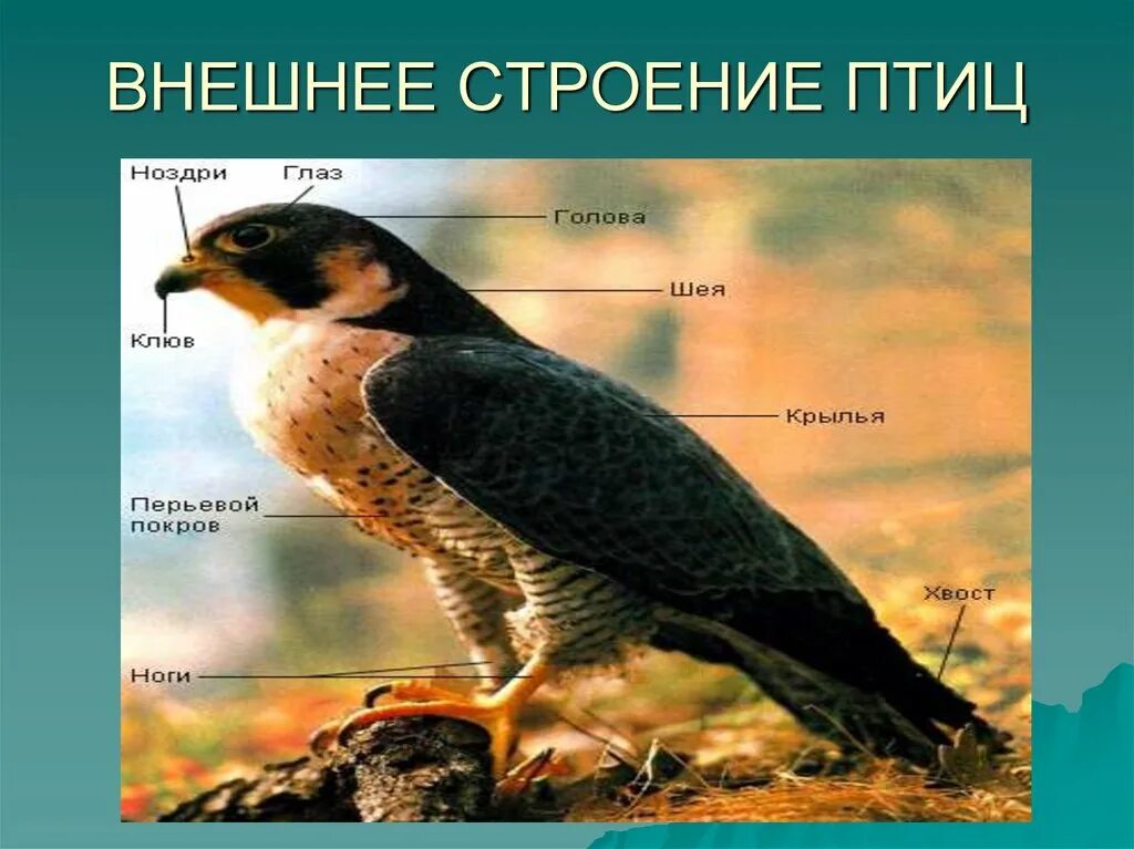 Особенности внешнего строения соколообразных