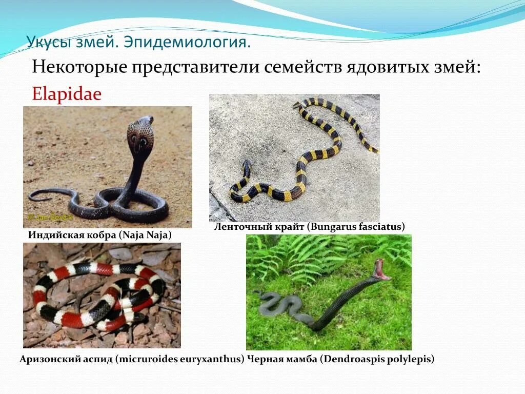 Змея представители. Змеи представители. классификация змей. представители семейства змей. змея классификация в биологии.