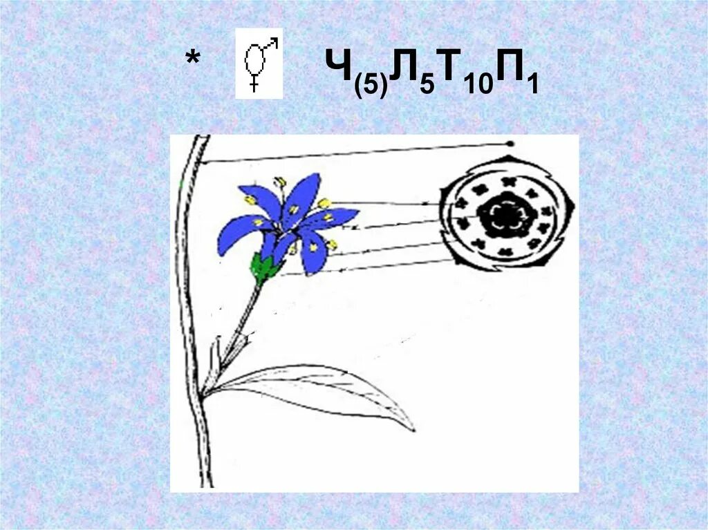 Ч5л5т бесконечность