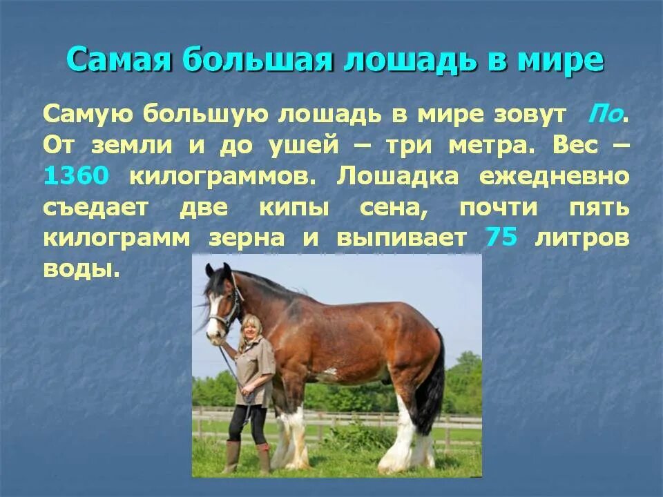 Сколько в лошади лошадиных. Самый большой вес лошади. самый большой конь вес. самая большая лошадь в мире. вес взрослой кобылы.
