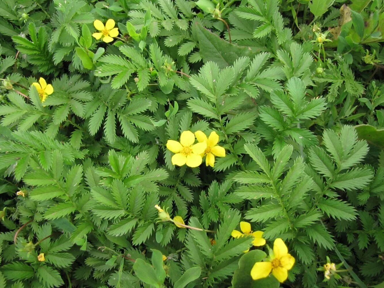 Как выглядит лапчатка. Лапчатка гусиная. лапчатка гусиная (potentilla anserina). лапчатка ползучая. растение гусиная лапка лапчатка.