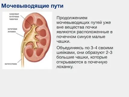 Уплотнение почечного синуса почек