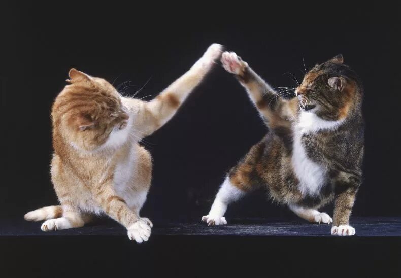 Где котики танцуют. Танцующий кот. Кошка радуется. Кот танцует. Танец котика.