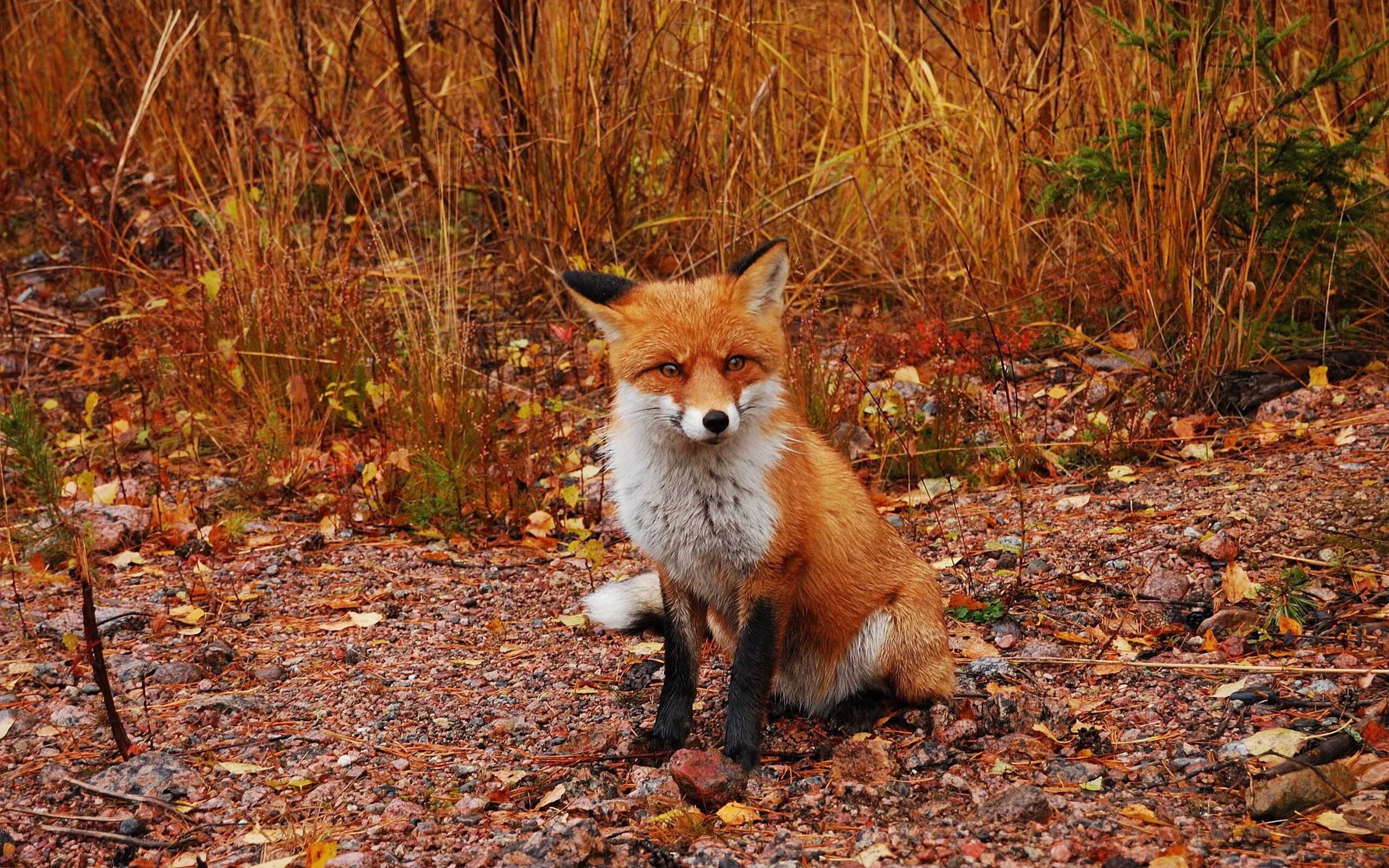лиса в лесу осенью. лиса в лесу осенью. лисица в лесу. грустная лиса. лиса осенью.