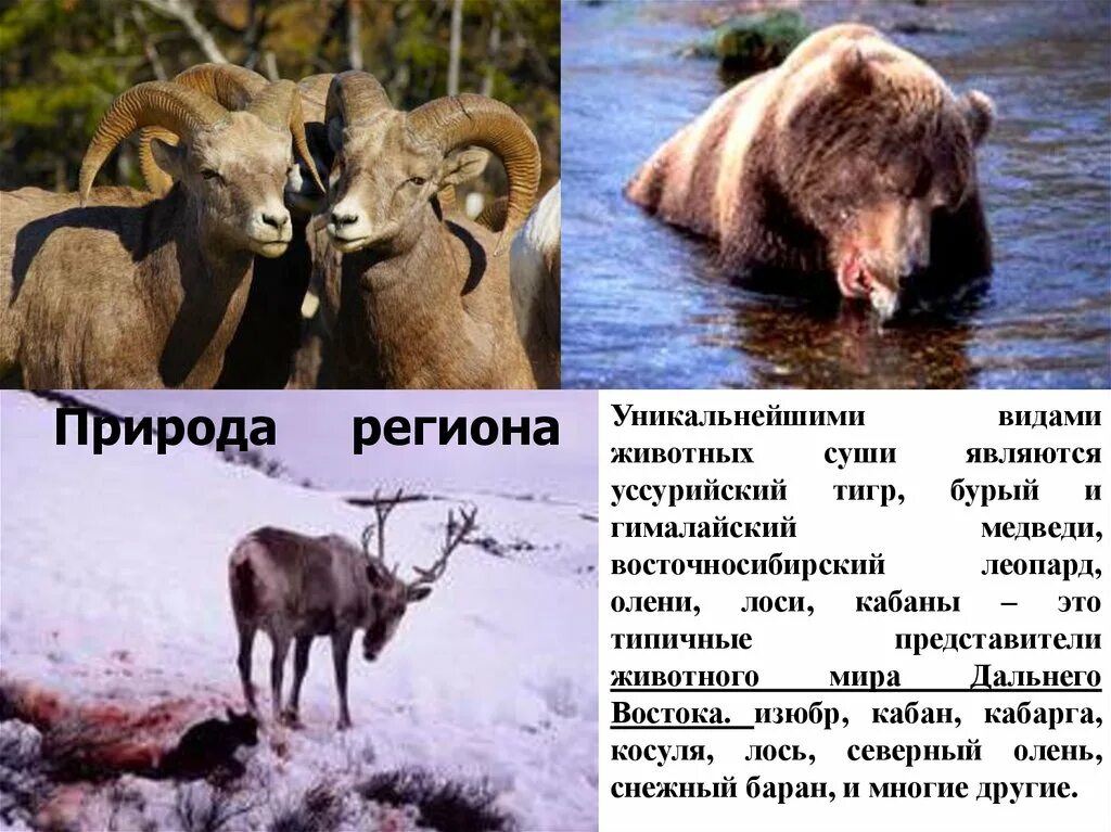 Животный мир дальнего востока. Дальний восток биология 14 июня. Дальний восток биология 14 июня. Дальневосточный регион на карте. Животный мир дальнего востока.