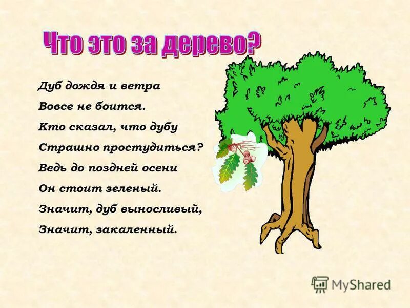 Тип текста дуб. Тип текста дуб