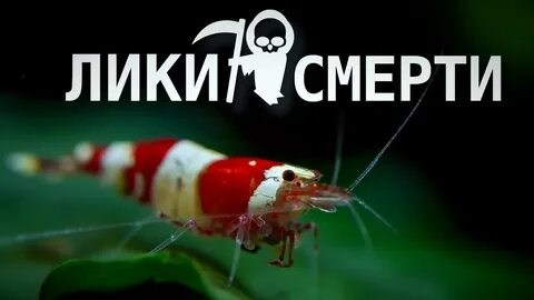 Почему умирают креветки