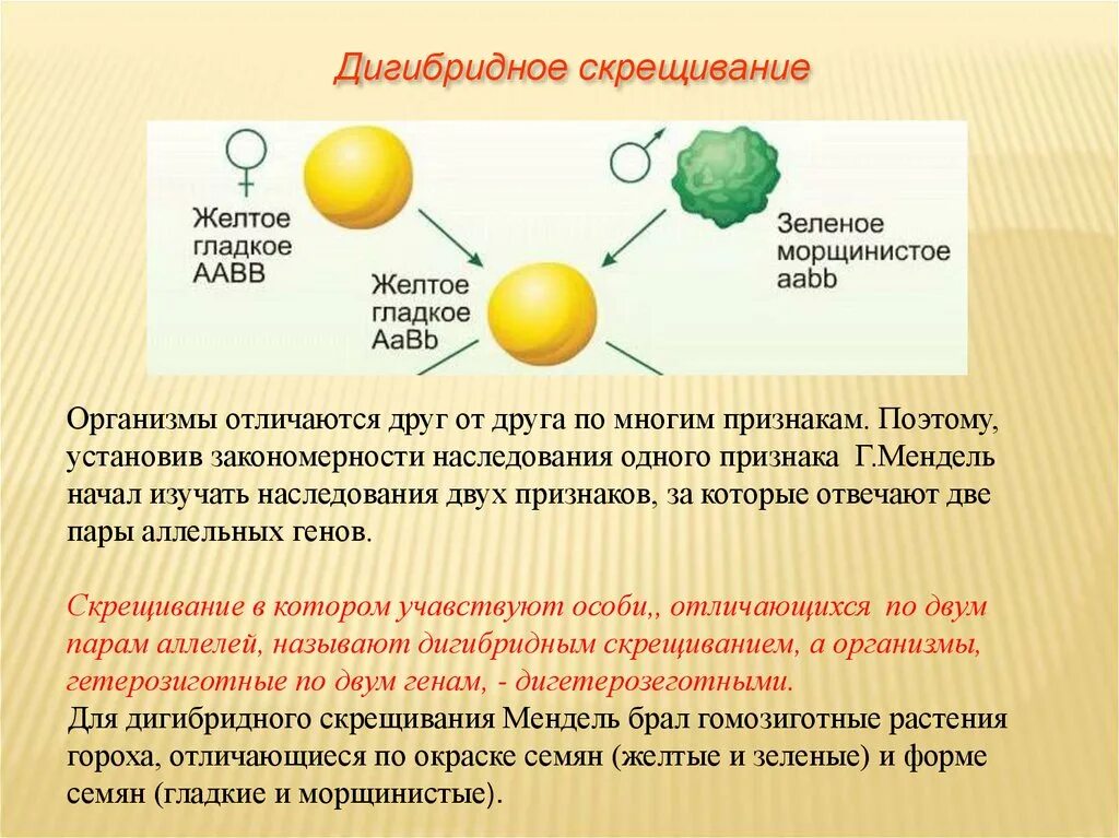 Наследственность горох. Дигибридное дигетерозиготное скрещивание. Моногибридное и дигибридное скрещивание. Дигибридное скрещивание независимое наследование. Дигибридное скрещивание 10 класс.