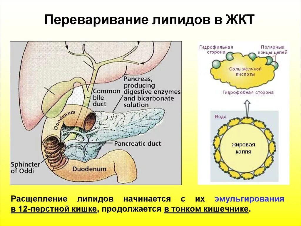 Расщепление липидов последовательность. Переваривание и всасывание липидов. Переваривание липидов биохимия таблица. Переваривание и всасывание липидов в ЖКТ. Переваривание и всасывание липидов в ДКТ.