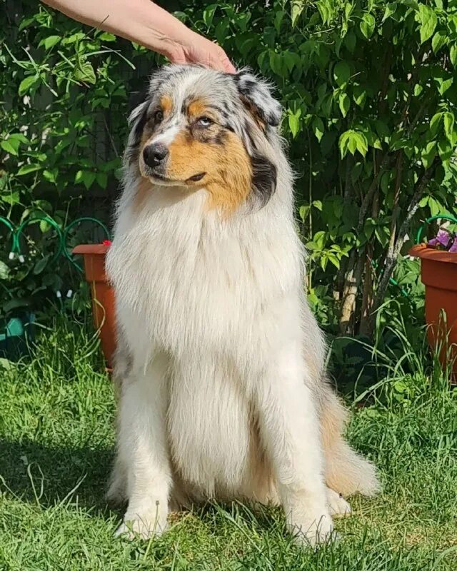 Австралийский силки терьер. Силки терьер ркф. Австралийский терьер питомник. Питомник бьютифул. Питомник бьютифул.