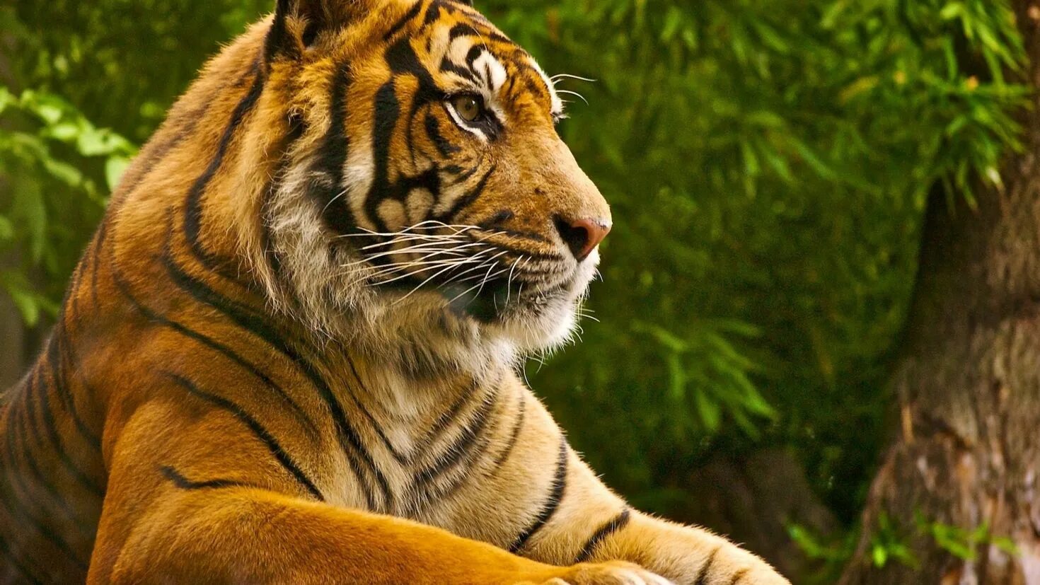 Заставки на телефон тиграми бесплатные. Красивый тигр. Тигр на заставку. Красивые обои на рабочий стол. Оранжевый тигр.