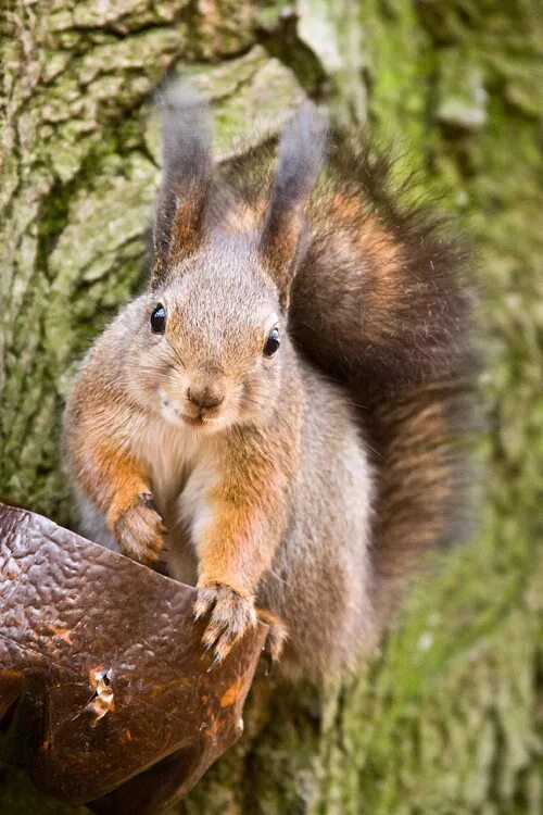 белки 160. австралийский фотограф джулиан ред. белочка. природа и животные. осенние обои на рабочий стол.