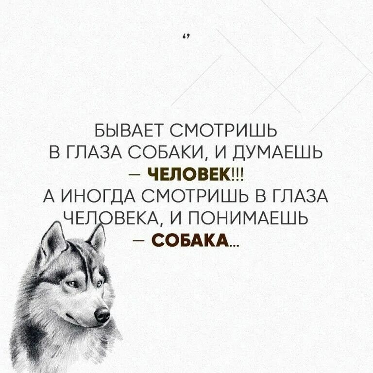 О чем думают собаки. Мудрые девизы по жизни. Глаза собаки цитаты. Иногвд смотришь на человека и думаешь. Бывает смотришь в глаза собаки и думаешь человек.