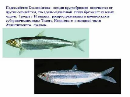 Рыба 6 букв