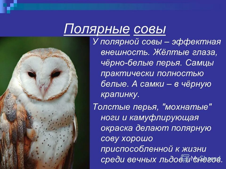 Текст про сову. Полярная Сова доклад. Доклад про сову. Сообщение о полярной сове. Полярная Сова интересные факты.