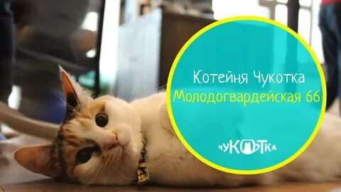 Котокафе чукотка