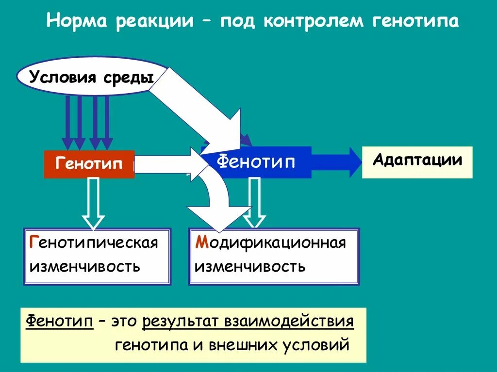 Признаки обусловленные генотипом. Норма реакции. Понятие нормы реакции. Норма реакции это в генетике. Норма реакции примеры.