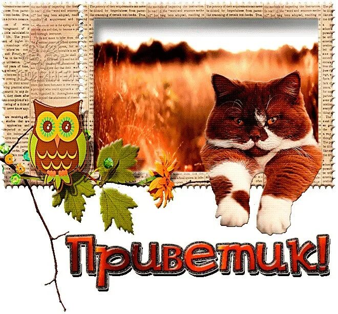 Приветики веселые гифки. Прикольный приветик гифки. Прикольный приветик гифки. Прикольный приветик гифки. Открытки привет прикольные.