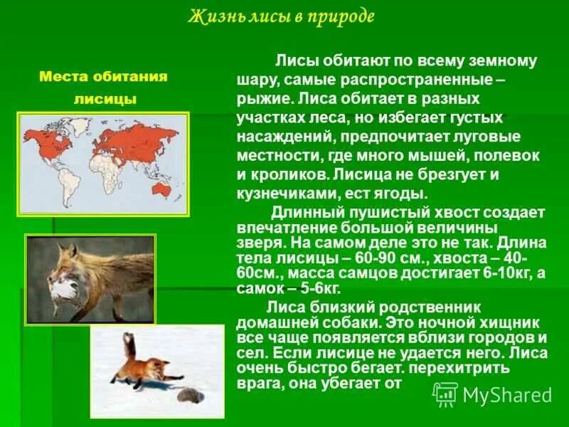 Окружающий мир лисы