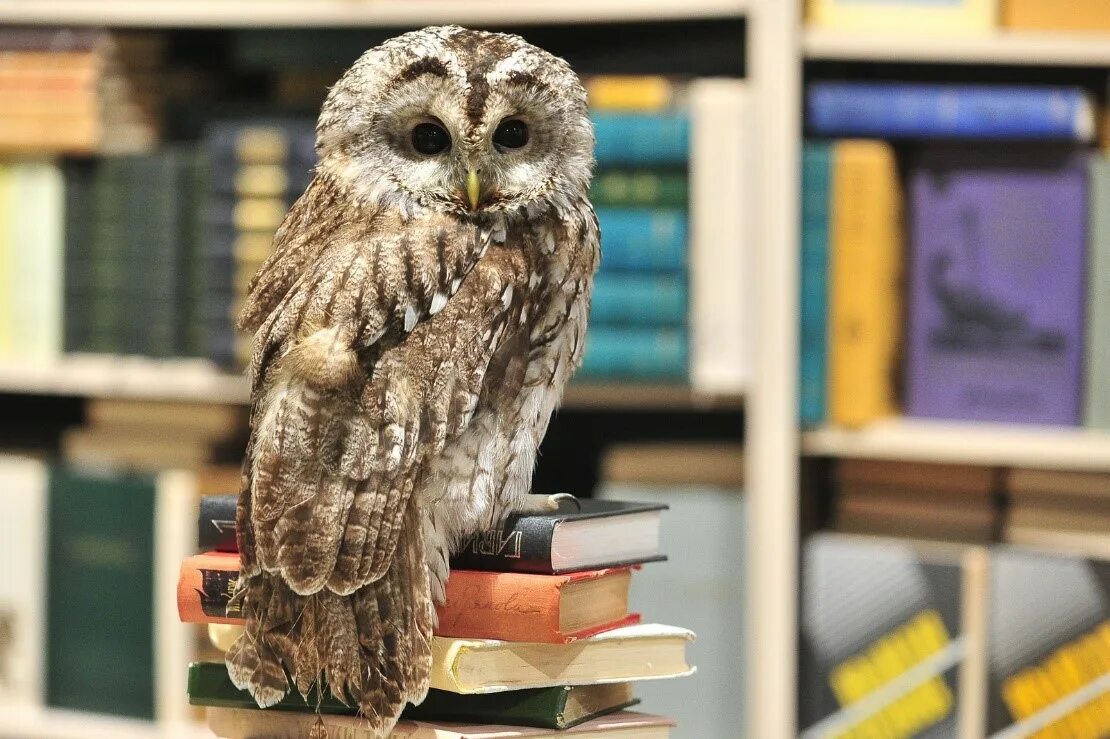 детская книжка про сов. рисунок сова с книгой. книга филинов. сова с книжкой. сова с книгой.