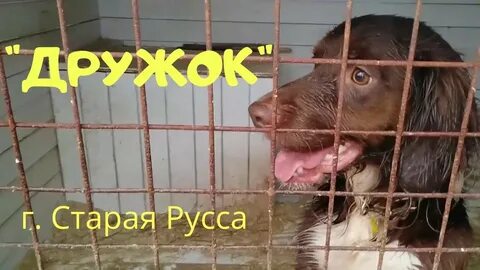 Приют старая русса