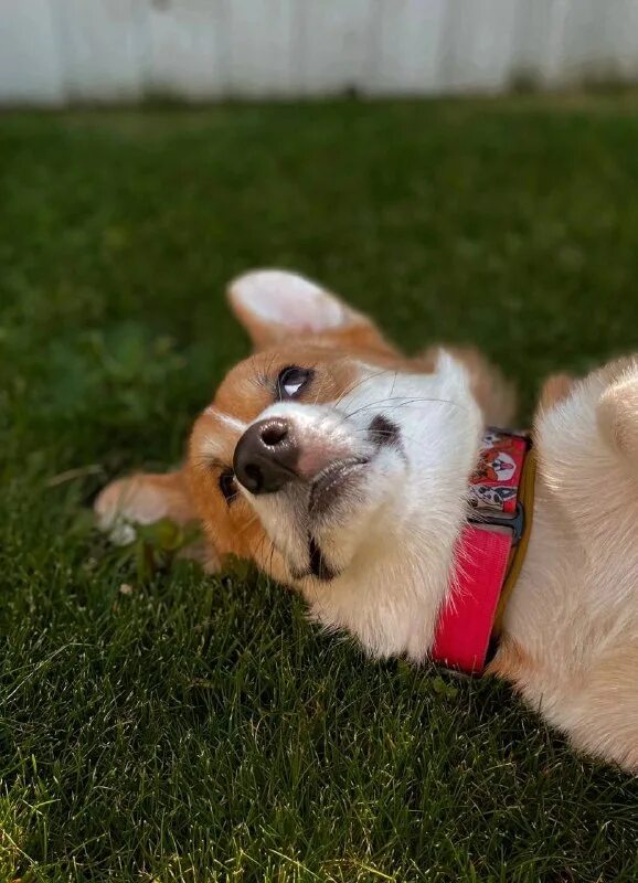 Прилёг немножко. Немного прилягу. Уставшие животные. Котик в обмороке. Кошка в деревне.