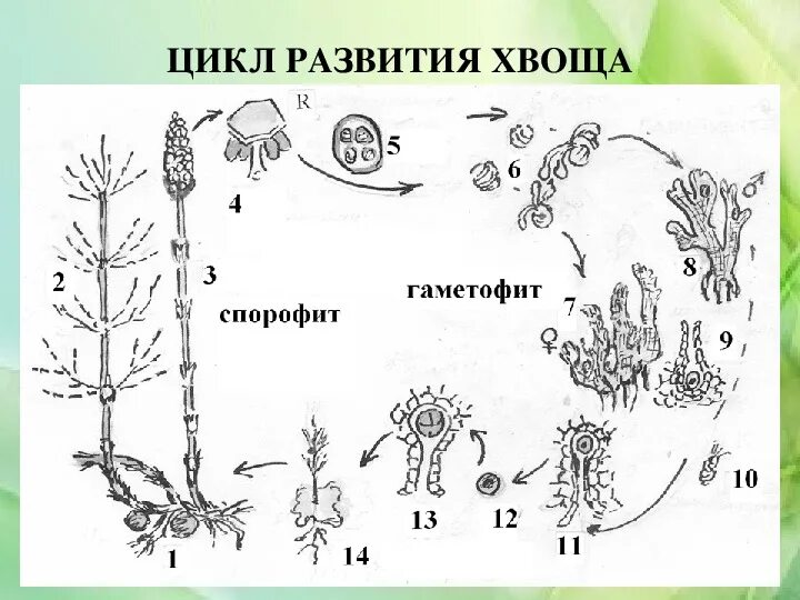 Хвощ спермий. Цикл размножения хвощей. Жизненный цикл хвоща схема. Жизненный цикл хвощевидных схема. Цикл развития хвоща полевого.