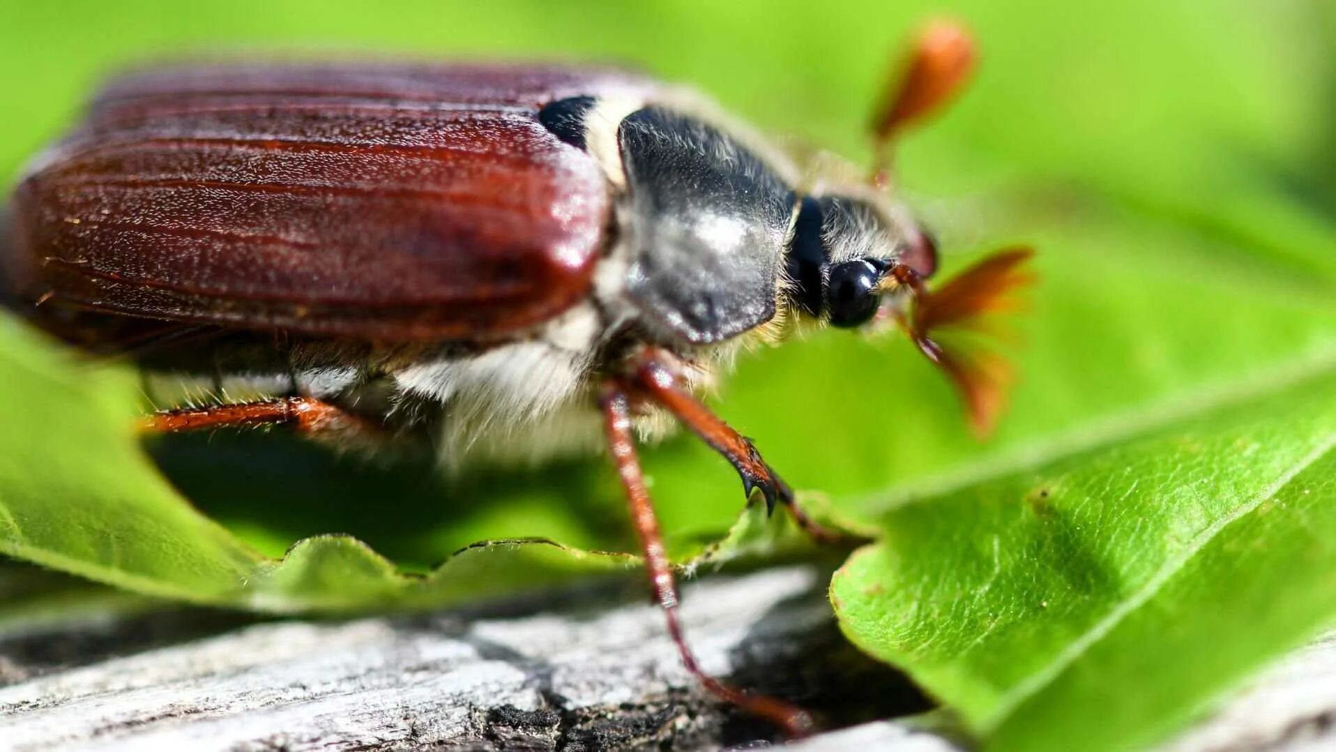 May bug