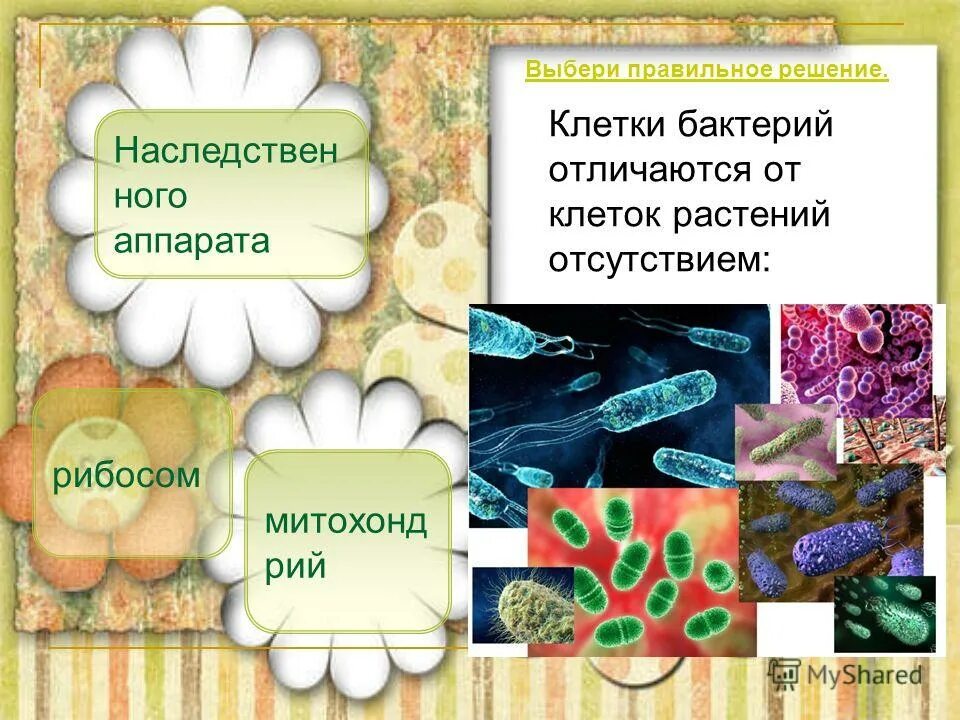 Чем отличаются бактерии от грибов и растений. Бактерии в отличие от грибов. Грибы отличаются от бактерий. Бактерии отличаются от грибов. Клетки бактерий отличаются от растительных клеток.