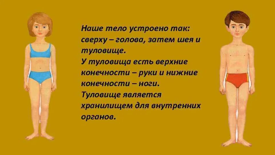 Наш организм для детей. Наше тело. Человек наше тело. Конспект урока наше тело.