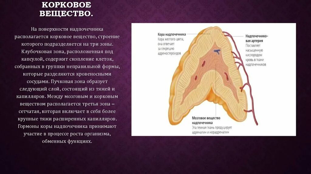 Сетчатая коры надпочечников. Корковое вещество надпочечников гистология. Зоны коркового вещества надпочечников. Строение коры надпочечников.