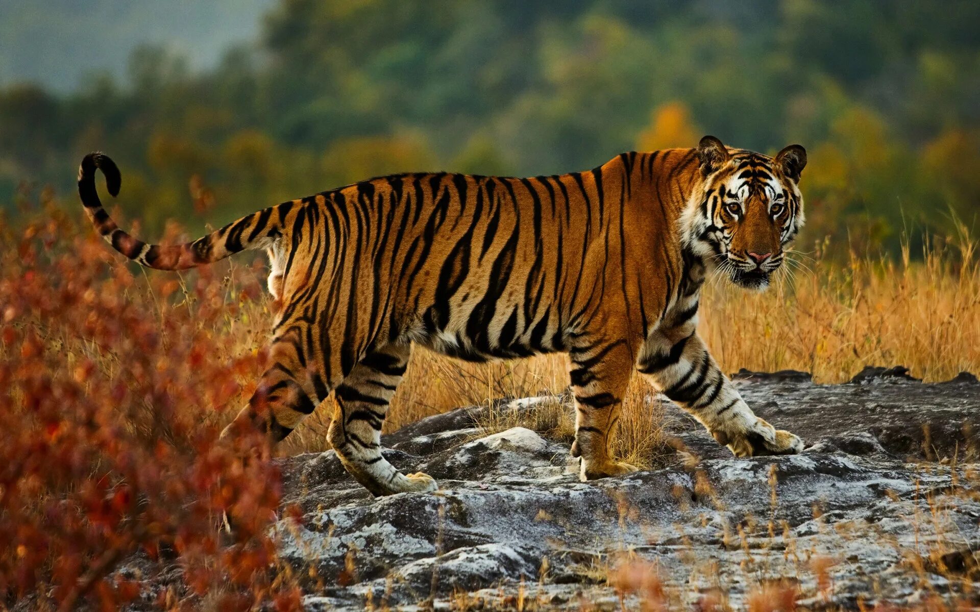 Tigers are the largest. Тайгер тигр. тигр (panthera tigris). бенгальский тигр. бенгальский тигр (panthera tigris tigris).