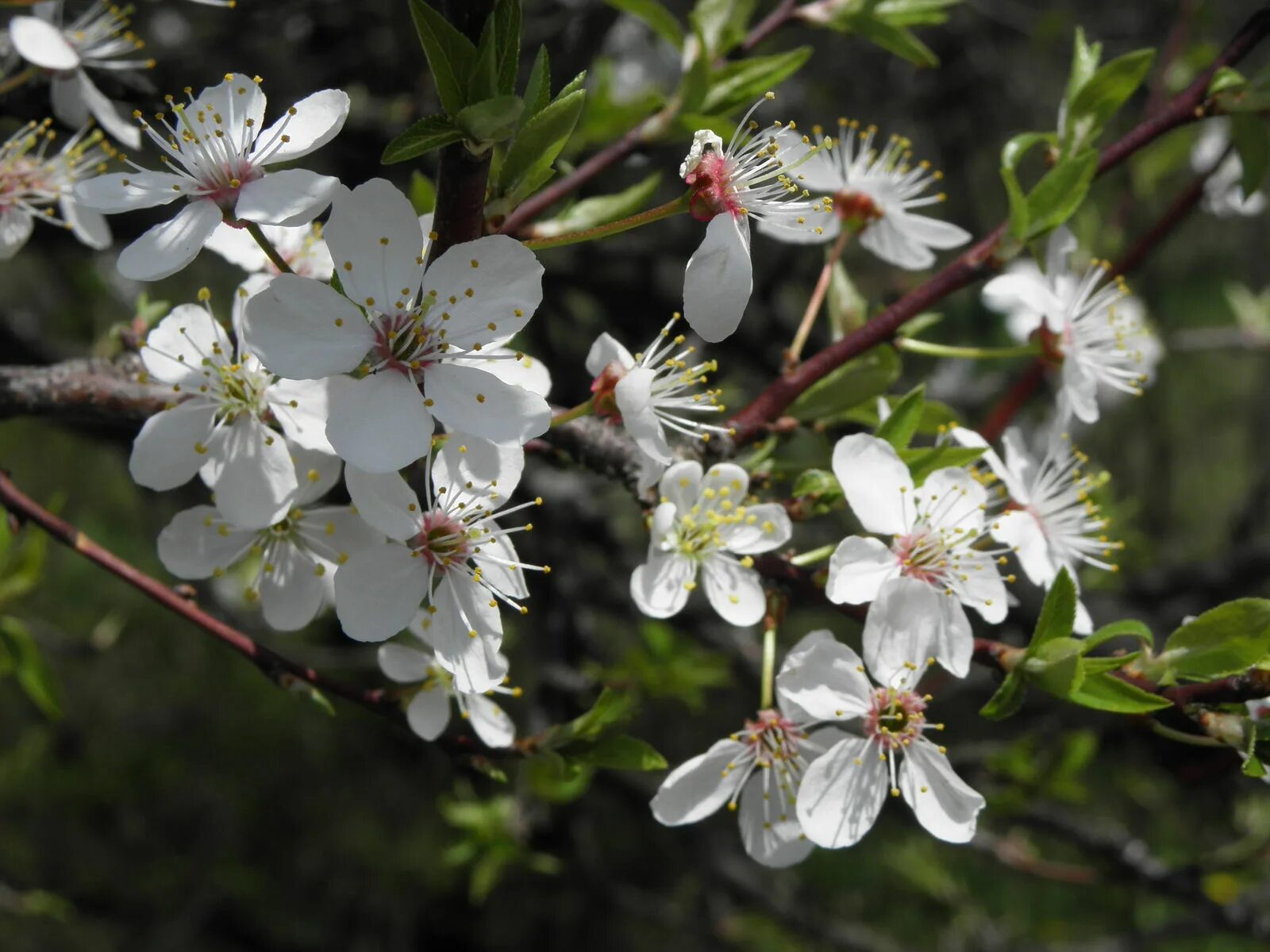 Prunus перевод. Prunus cerasifera. Prunus cerasifera Ehrh.. Prunus cerasifera (Prunus divaricata). Prunus glandulosa chinensis.